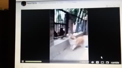 Better video playback on Rumble vs YouTube on mid 2000s hardware