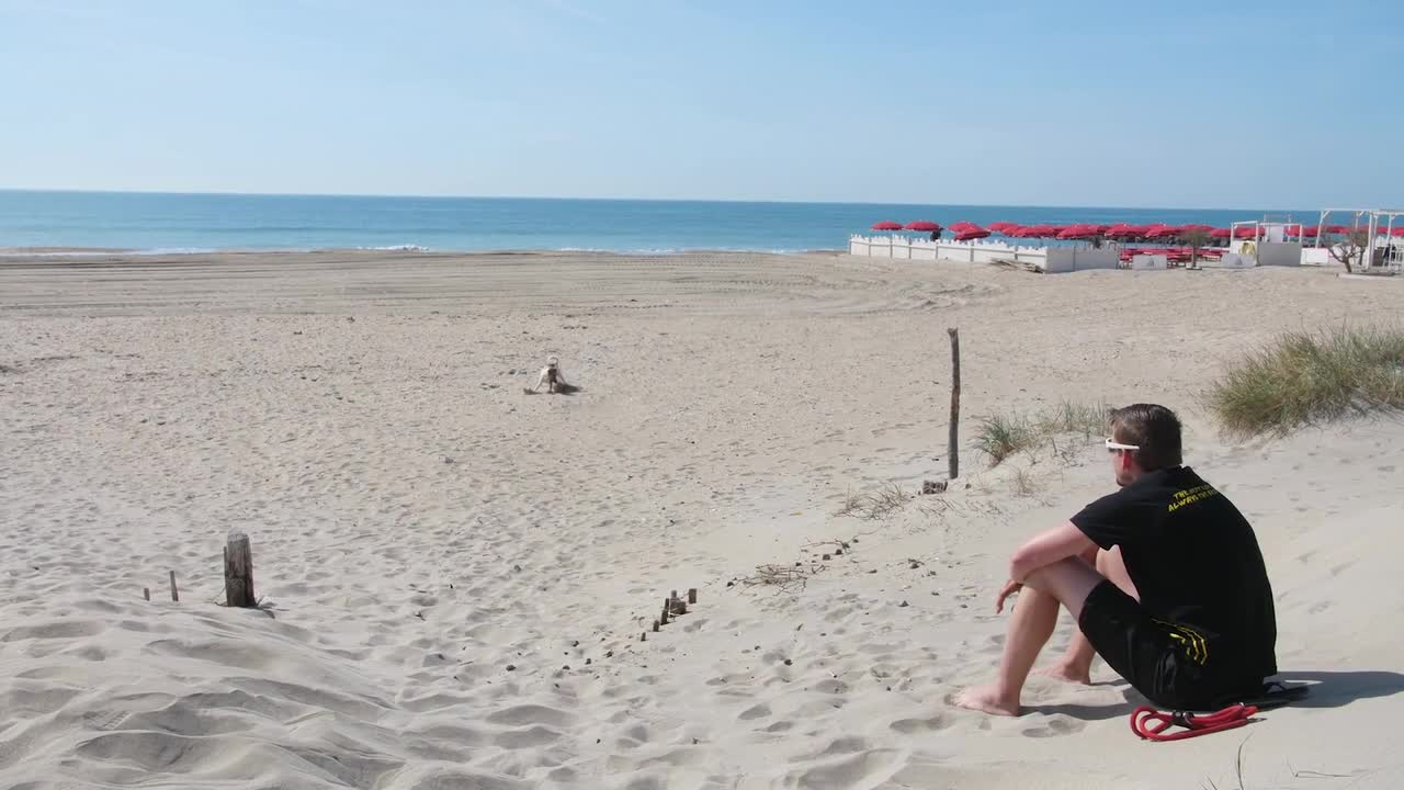 dog playing disc throw in beach