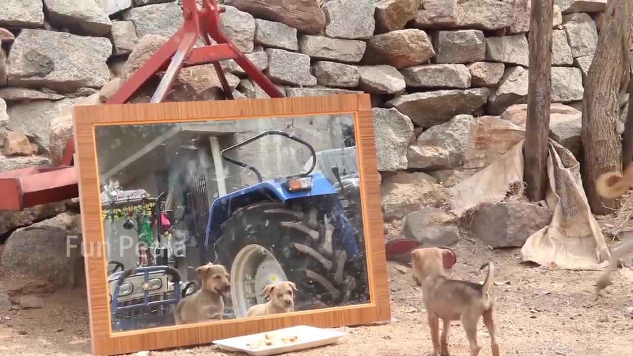 Mirror Prank on Dog Hilarious Reactions