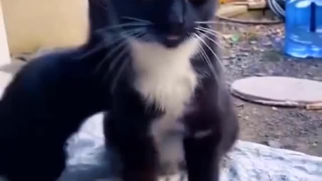 Funny Moments cat and dog