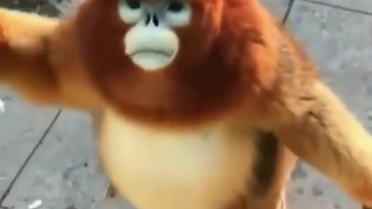 Funny monkey