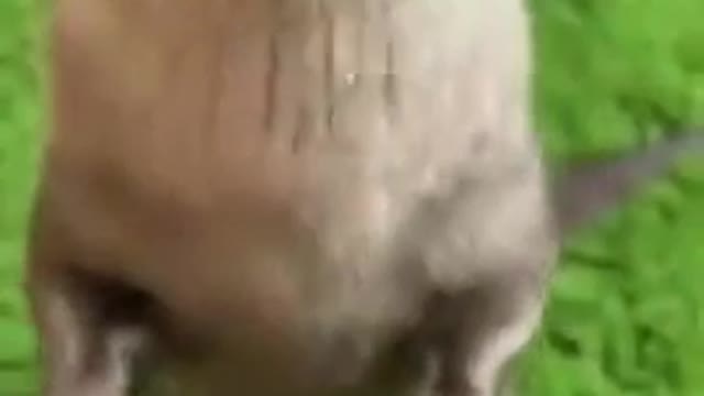 Otters Being Scream For Food