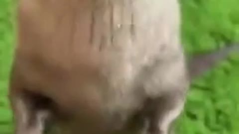 Otters Being Scream For Food