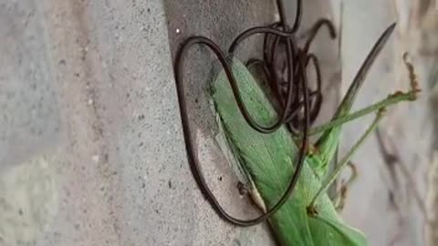 Alien and Grasshopper !!! Horror!