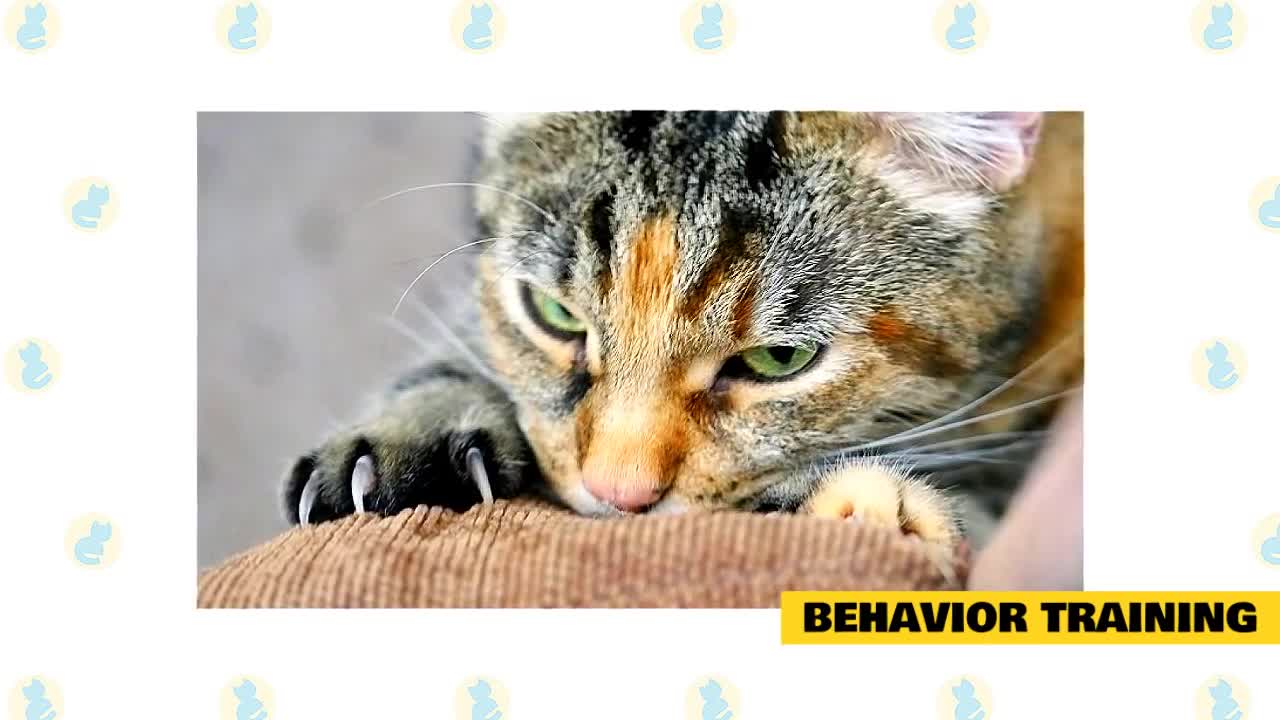 beautiful and nice cat training tip