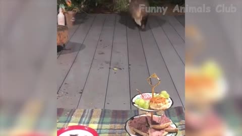 Funny animals comedy
