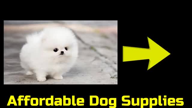 Puppy is CUTE puppy and VERY good and VERY NICE puppy video