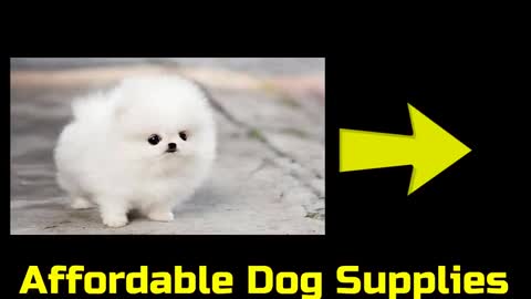 Puppy is CUTE puppy and VERY good and VERY NICE puppy video