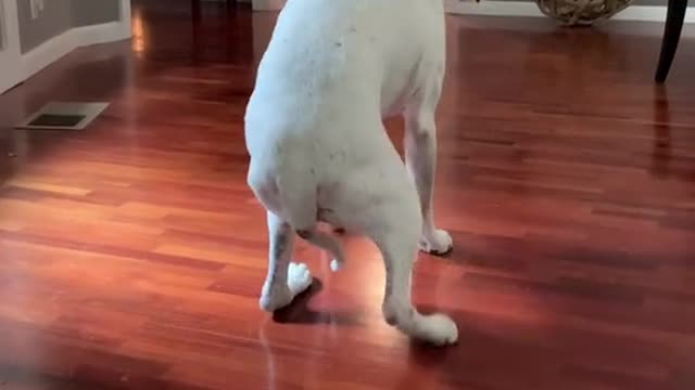 Pitbull dancing