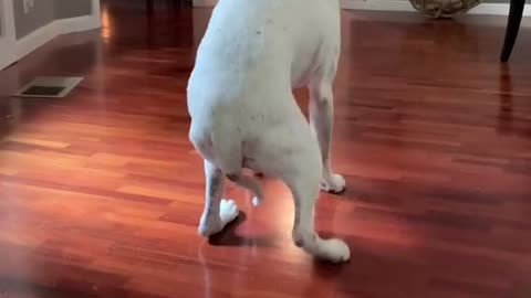 Pitbull dancing