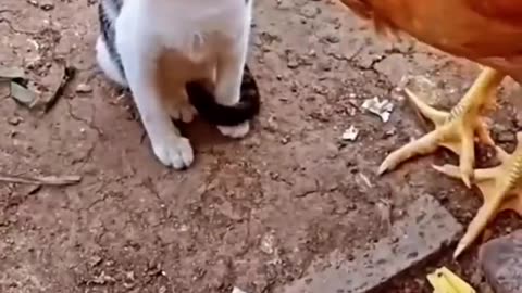 Cat vs Chicken see what happend next and get ready to laugh in 2023......