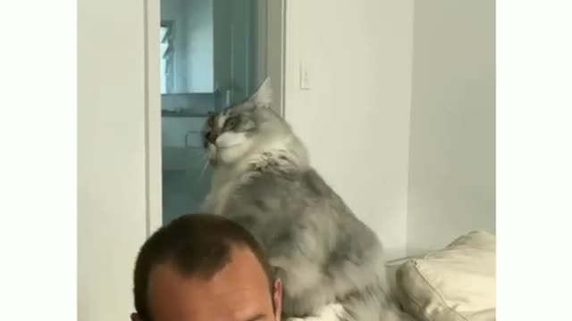 Psycho cat