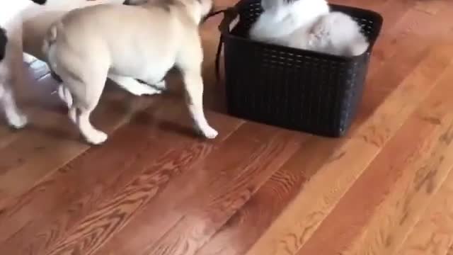 Video Proof That Cats More intelligent than dogs 😂 Sorry But it's a fact