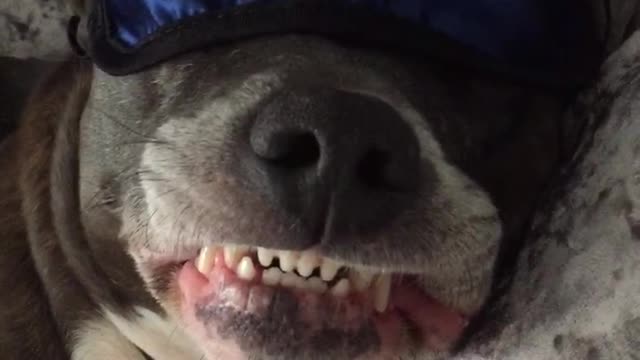 It's a dogs life