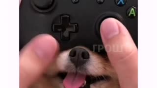 joystick dog