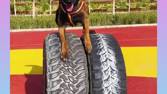 Funny full train Dog Video Compilation,🐕🐕