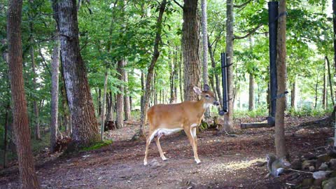 The Woods - 06/21/2021