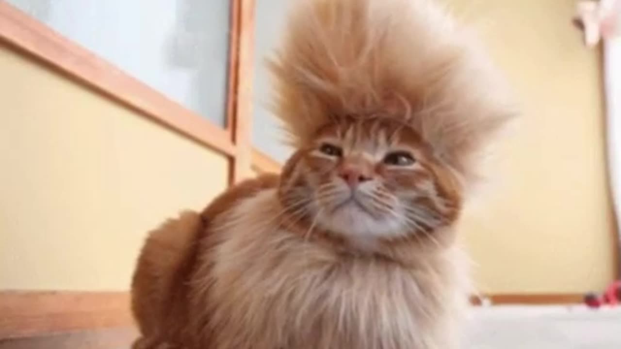 orange cat with funny hairstyle looking around