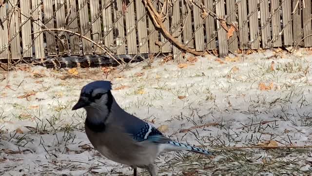 Blue Jay stops in for a peanut