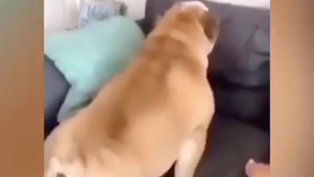 Funny dog scared farts compilation 😂