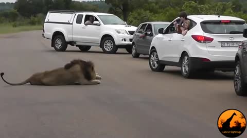 Lion King does not want you outside your car