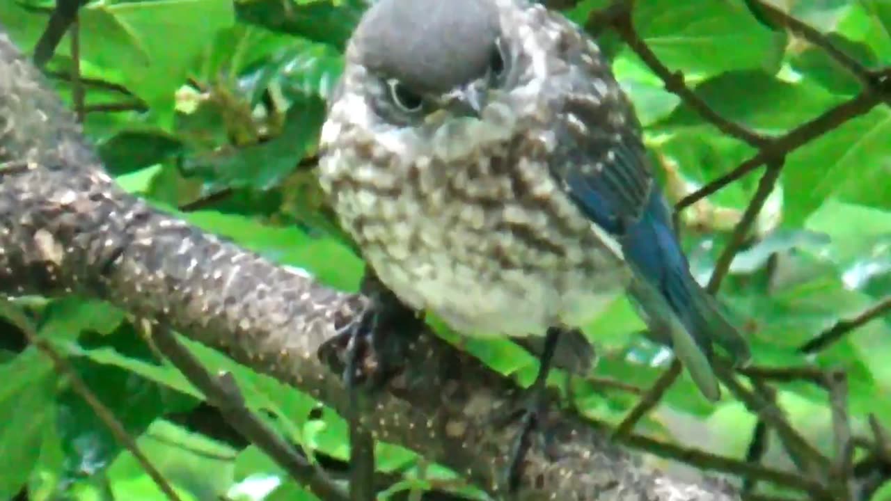 Baby Bluebird