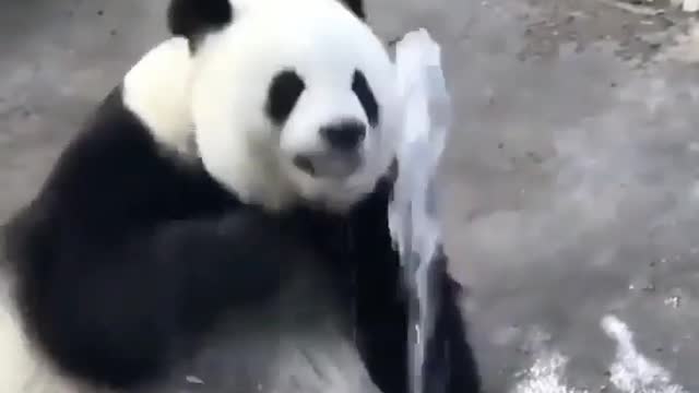 Funny pandas video compilation #3