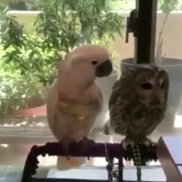 🦉 owl and parrot