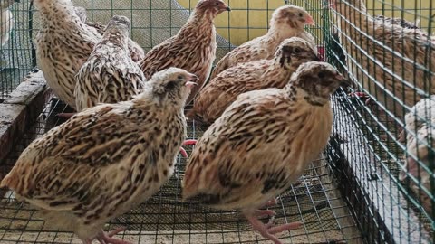 The Quail: Close Up HD Footage (Coturnix coturnix)