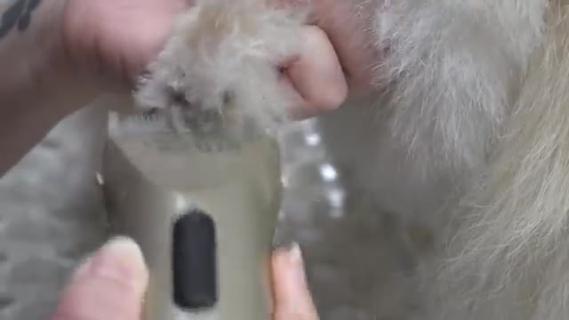 Shepherd has an emotional support Pomeranian