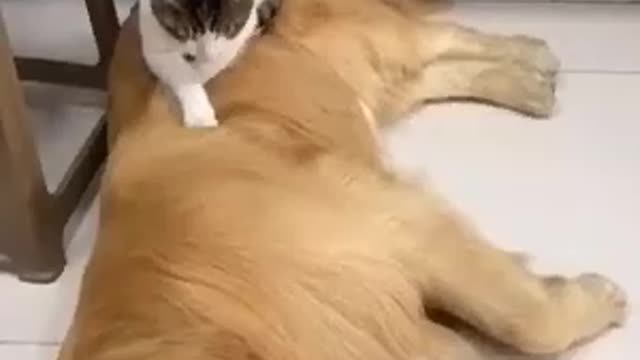 Dog with cat fight the winner cat