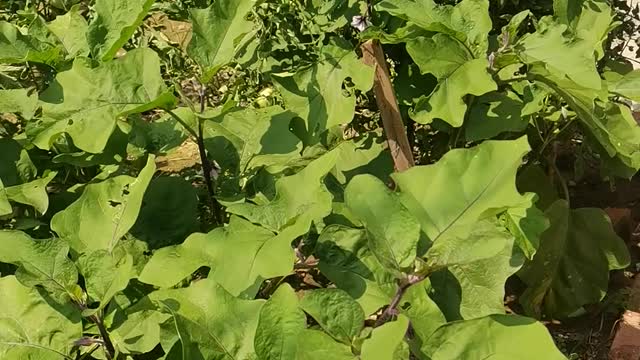 A small vegetable garden in one's own home