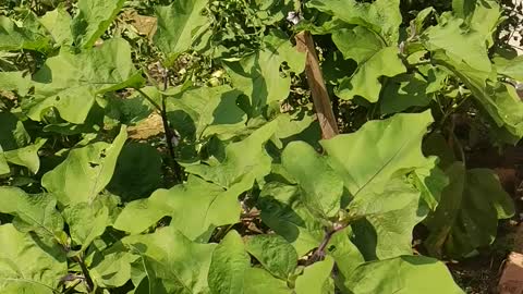 A small vegetable garden in one's own home