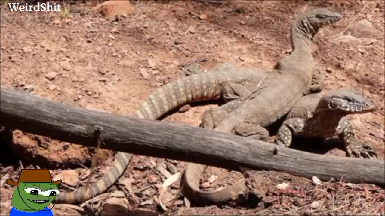 FEARSOME CREATURE IN CENTRAL AUSTRALIA ~GIGANTIC LIZARD SIGHTING IN 1931