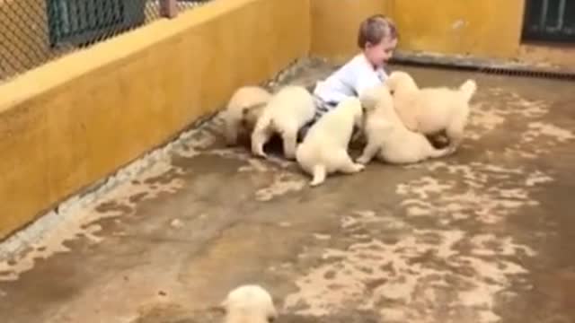 Baby and dogs funny moments