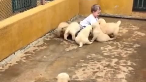 Baby and dogs funny moments