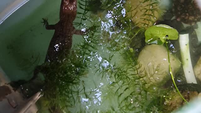 Baby fresh water crocodile