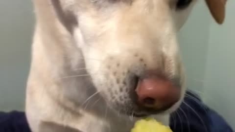 Cute dog is eating sweet potato