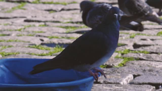 Bird watching through my window