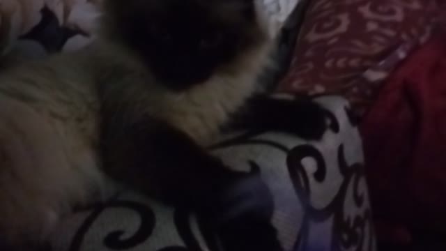 My cat like!