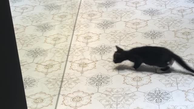 Kitten Faces Off in a Mirror Match