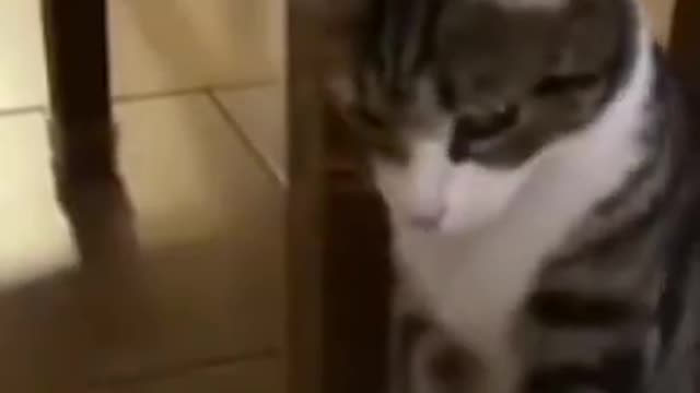 Funny Cats Videos #shorts #funnycats || Subscribe channel || #PersianCatsZone 😸