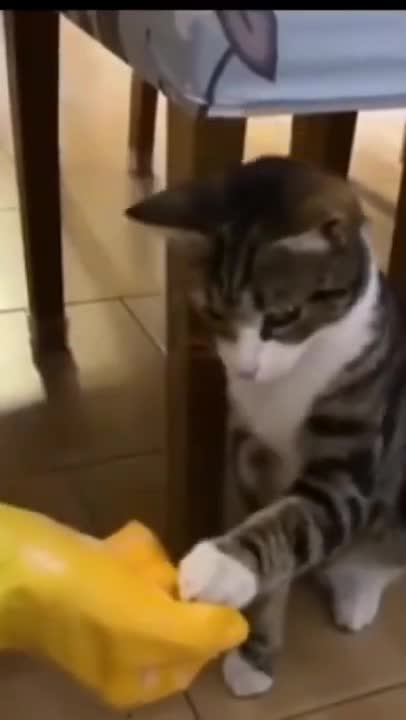 Funny Cats Videos #shorts #funnycats || Subscribe channel || #PersianCatsZone 😸