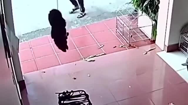 Dog save a man with hunging shutter