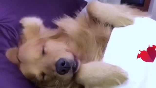 The life of a dogYou look so cute when you sleep
