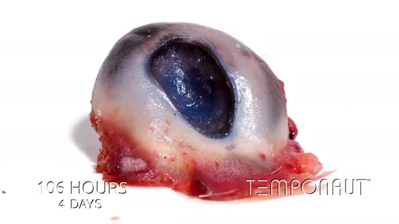 Pig Eyes Halloween Timelapse