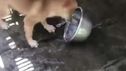 Funny puppy is excited in playing water