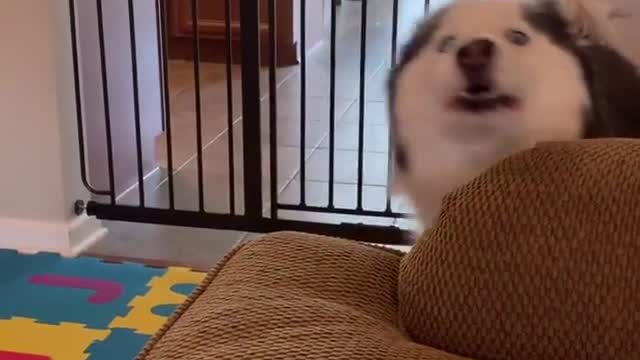 Husky Teaching Baby How To Howl