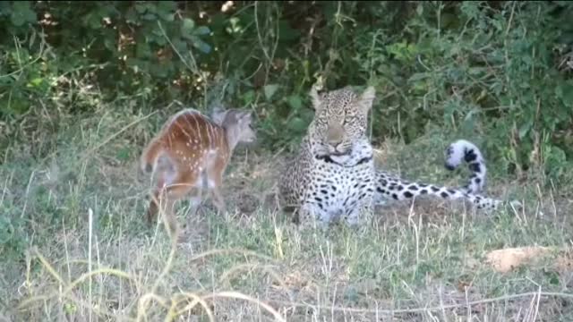 leopard and baby buck