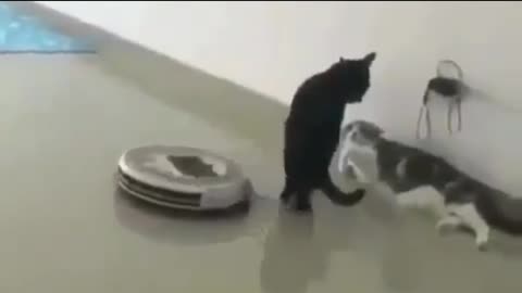 Funny cats 🤣🤣